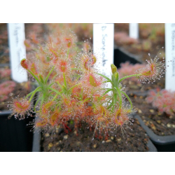 Drosera scorpioides, giant gidgegannup-Drosera pygmées