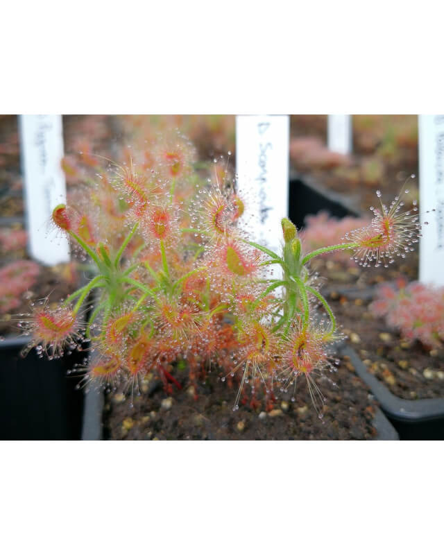 Drosera scorpioides, giant gidgegannup-Drosera pygmées
