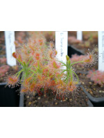 Drosera scorpioides, giant gidgegannup