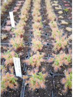 Drosera scorpioides, giant gidgegannup