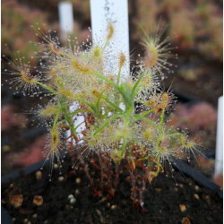 Drosera scorpioides, pink flower-Drosera pygmées