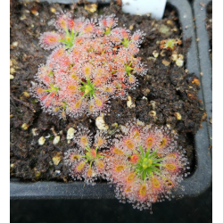 Drosera paleacea ssp roseanna-Drosera pygmées