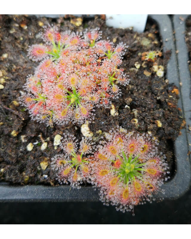 Drosera paleacea ssp roseanna-Drosera pygmées