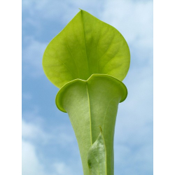Sarracenia flava var. maxima -- north carolina-var. maxima