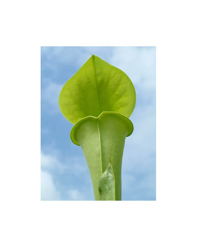 Sarracenia flava var. maxima -- north carolina-var. maxima