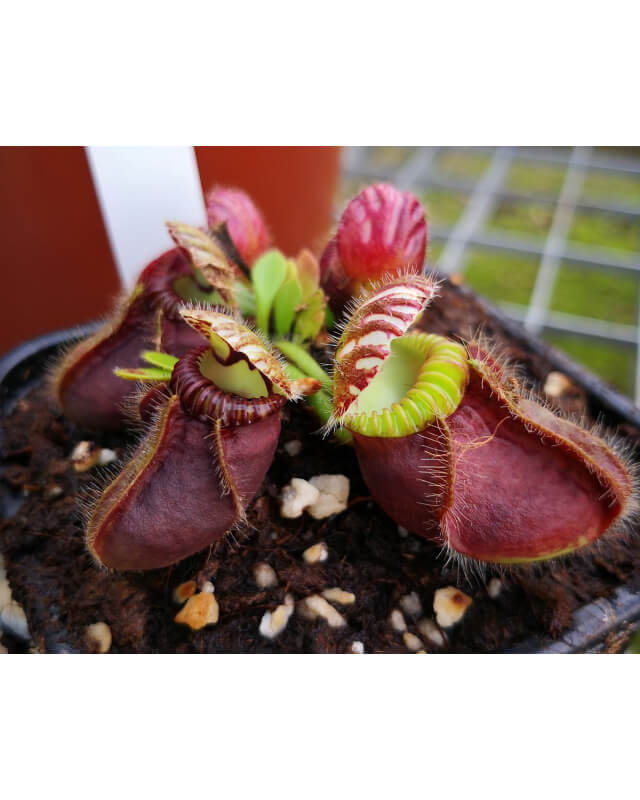 Cephalotus follicularis