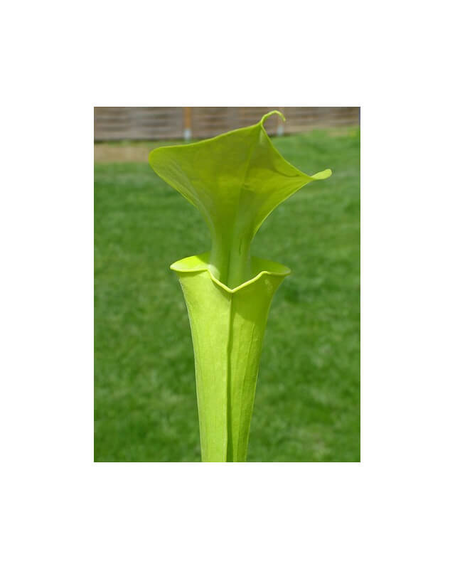 Sarracenia flava var. maxima -- very tall pitchers-var. maxima