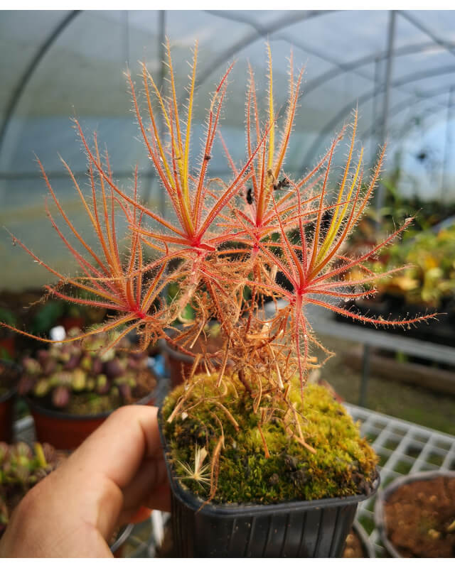 Roridula gorgonias