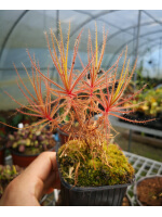 Roridula gorgonias