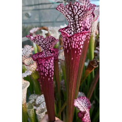 S. leucophylla -- red Tube,Perdido, AL-Sarracenia leucophylla