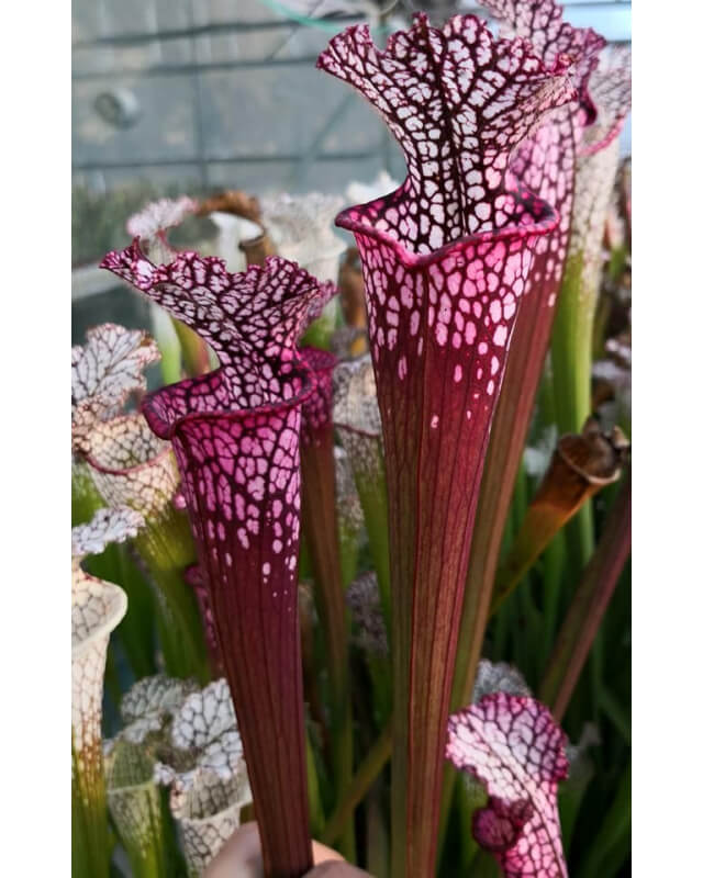 S. leucophylla -- red Tube,Perdido, AL-Sarracenia leucophylla