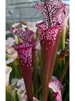 S. leucophylla -- red Tube,Perdido, AL