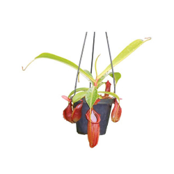 Nepenthes spathulata x dubia-Nepenthes d'altitude