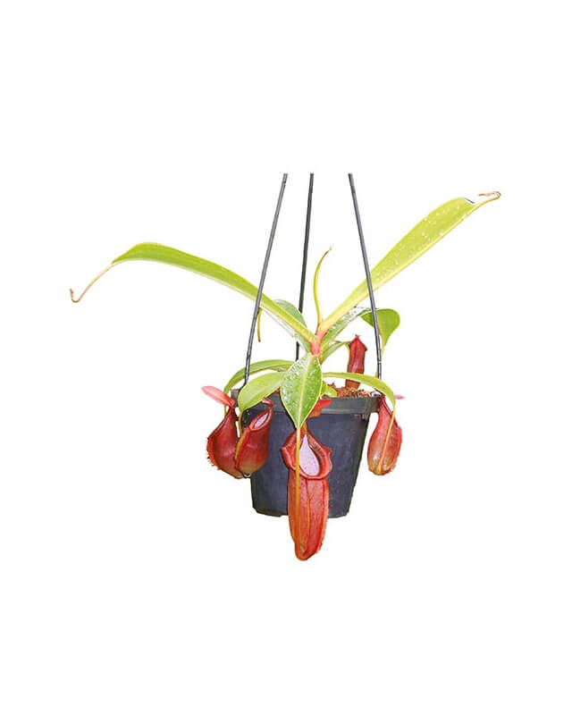 Nepenthes spathulata x dubia BE-3751-Nepenthes highland