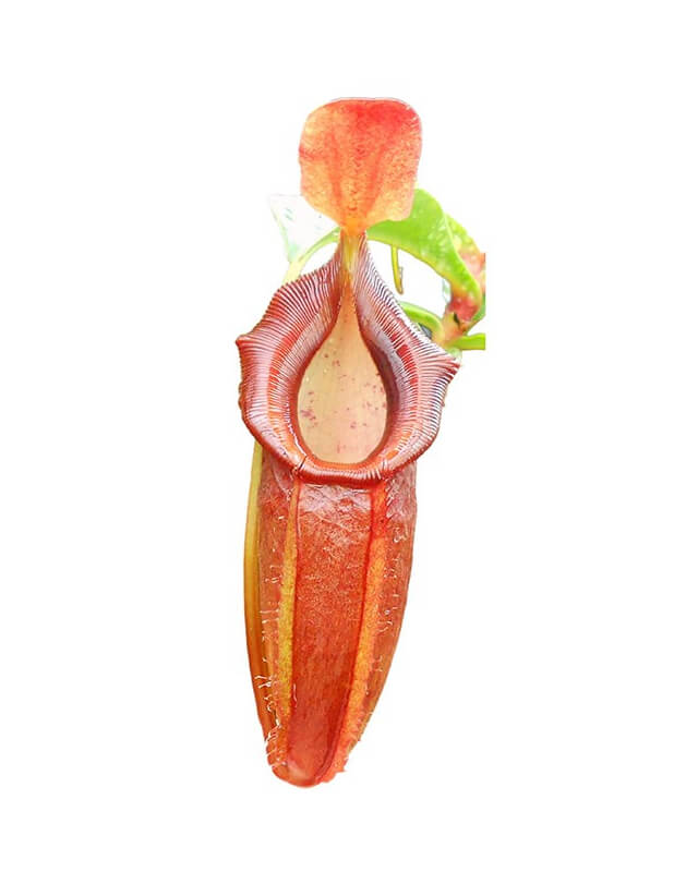 Népenthes spathulata x dubia