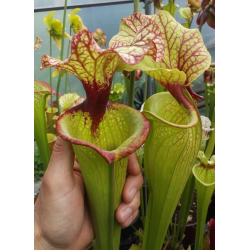 S.x Moorei -- Deep red veined pitchers. Red splotch on the throat-Sarracenia x Moorei