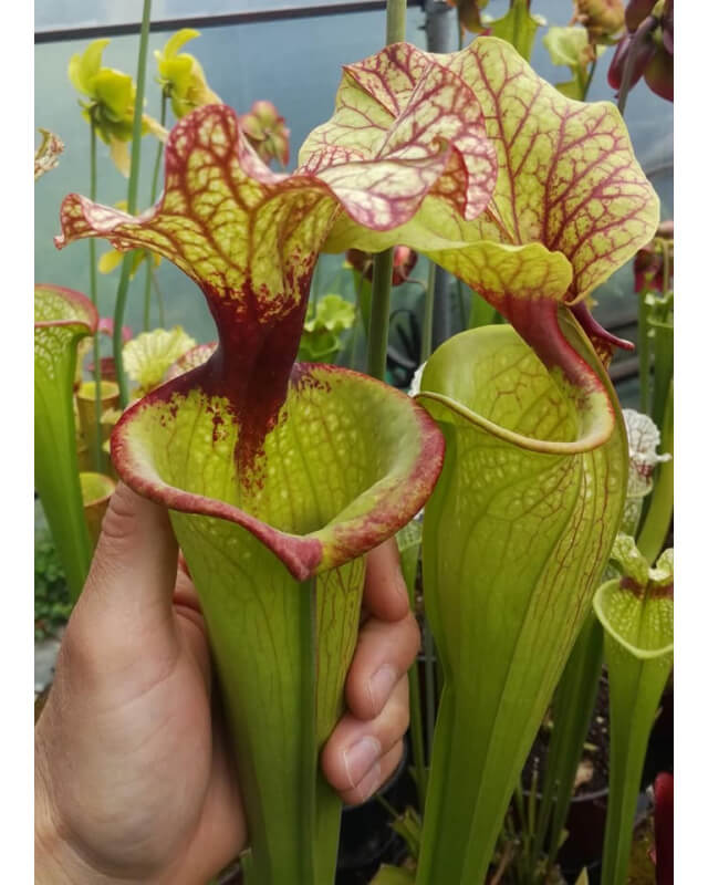 S.x Moorei -- "John David King", (H224,MK)-Sarracenia x Moorei
