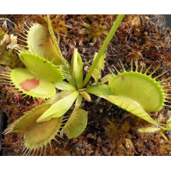 Dionaea 'patch'-Dionaea