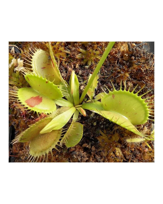 Dionaea 'patch'-Dionaea