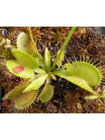 Dionaea 'patch'