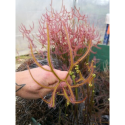 Drosera binata var. dichotoma f. pedata-Drosera tropicaux et subtropicaux