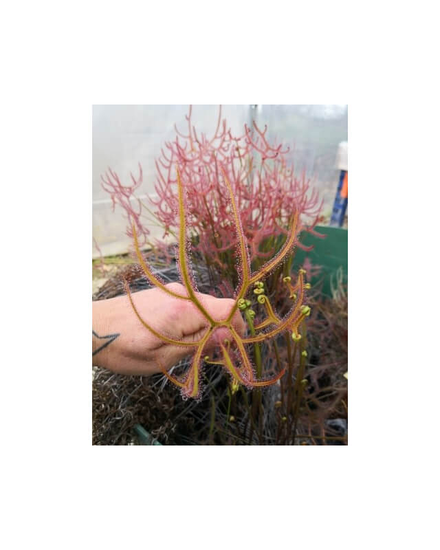 Drosera binata var. dichotoma f. pedata-Drosera tropicaux et subtropicaux