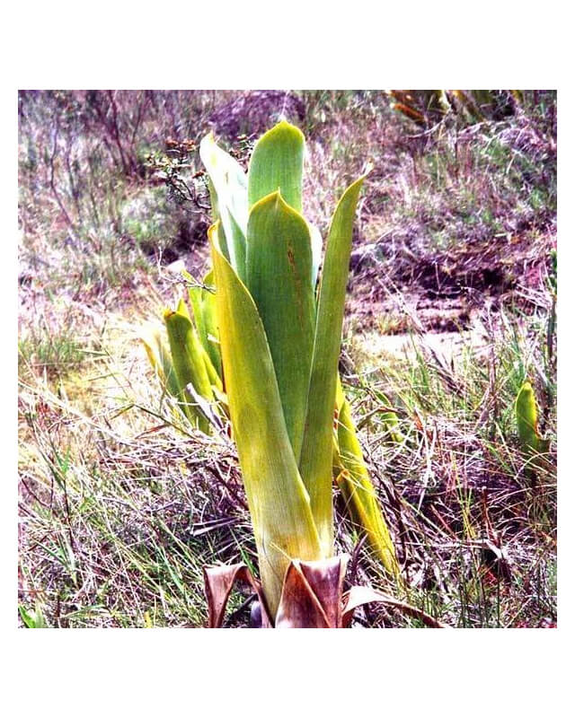 Brocchinia reducta