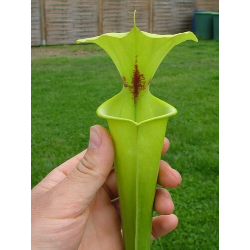 Sarracenia flava var. rugelii -- Giant form,Sumatra,Apalachicola,W,(AH) (F14A,MK)-var. rugelii