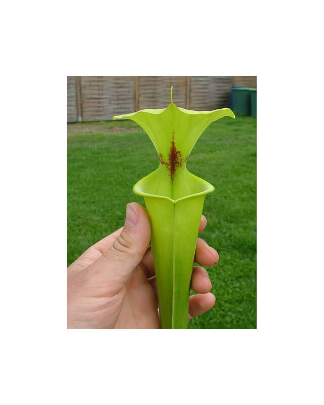 Sarracenia flava var. rugelii -- Giant form,Sumatra,Apalachicola,W,(AH) (F14A,MK)-var. rugelii