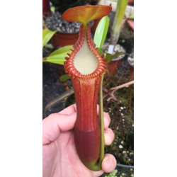 Nepenthes edwardsiana-Nepenthes d'altitude