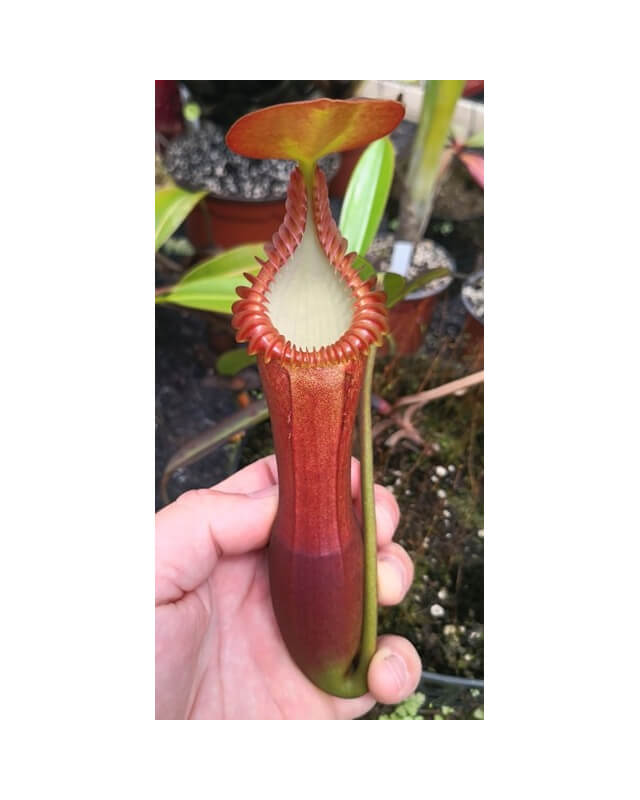 Nepenthes edwardsiana-Nepenthes highland