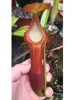 Népenthes edwardsiana