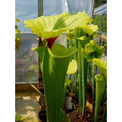 Sarracenia flava var. rugelii -- Milton FL (F53 MK)-var. rugelii