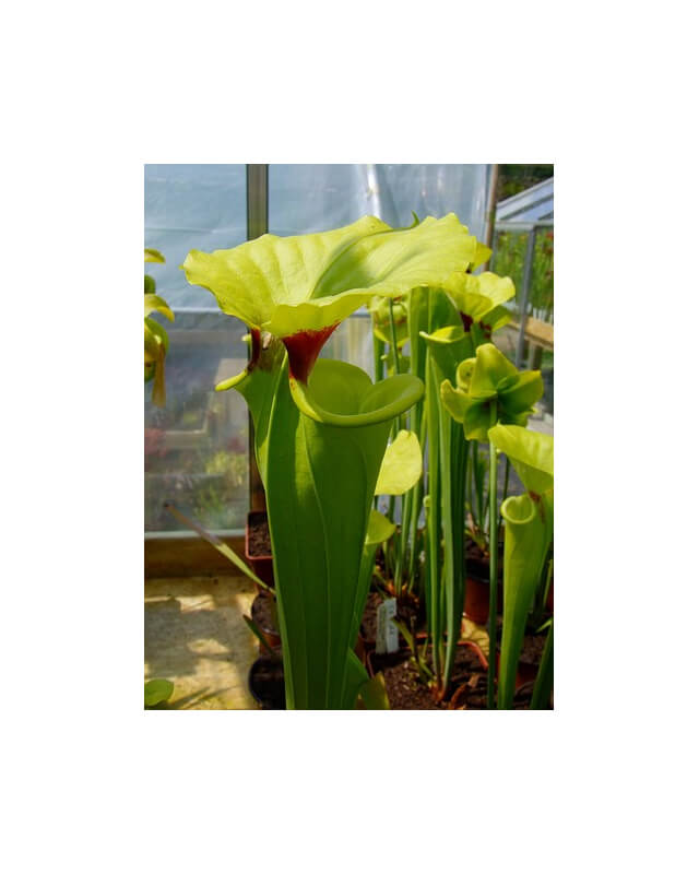 Sarracenia flava var. rugelii -- Milton FL (F53 MK)-var. rugelii
