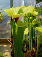 S. flava var. rugelii -- Milton FL (F53 MK)