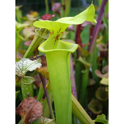 Sarracenia flava var. rugelii -- Horizontal fine splash-var. rugelii