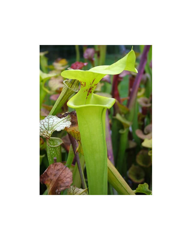 Sarracenia flava var. rugelii -- Horizontal fine splash-var. rugelii