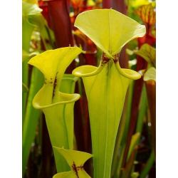 Sarracenia flava var. rugelii -- Typical form-var. rugelii