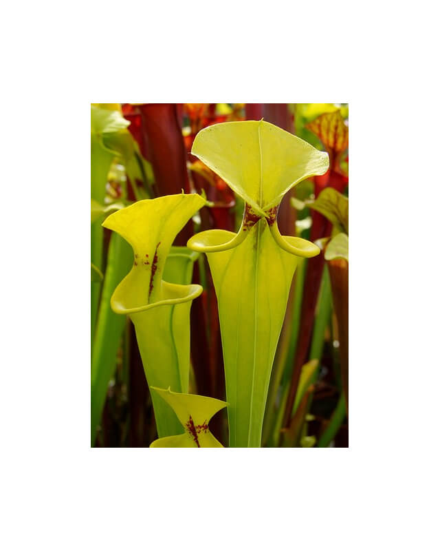 Sarracenia flava var. rugelii -- Typical form-var. rugelii