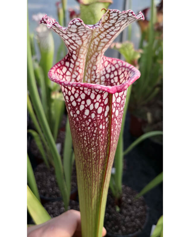 SL16 S. leucophylla -- 'Cronus' x SXM01 S.x Moorei -- `Leah Wilkerson’ 