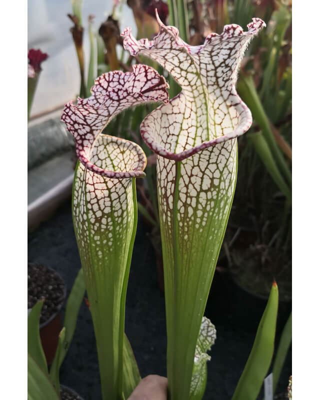 SL25 S. leucophylla -- pink lip, Appalachicola  x SFO10 S. flava var. ornata -- solid red throat