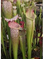 SL13 S. leucophylla -- large pink lipped,Apalachicola x SX102 S.x areolata giant﻿ CL3