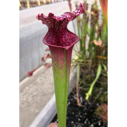 SOP06 S.leucophylla 'Wilkerson’s Red Rocket' x SXM75 S.x moorei "Praetorian Guard"﻿-Hybrides Cédric Carnivore's