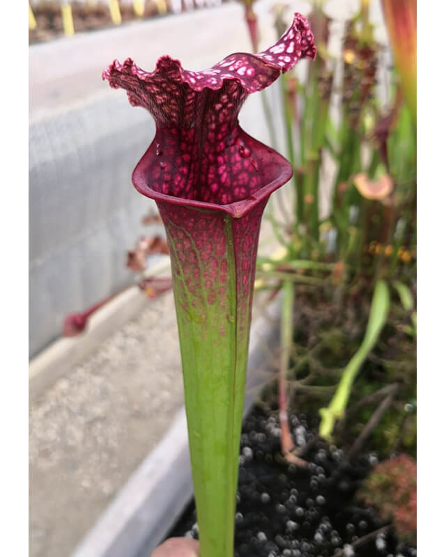 SOP06 S.leucophylla 'Wilkerson’s Red Rocket' x SXM75 S.x moorei "Praetorian Guard"﻿-Hybrides Cédric Carnivore's