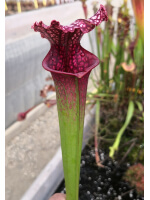 SOP06 S.leucophylla 'Wilkerson’s Red Rocket' x SXM75 S.x moorei "Praetorian Guard"﻿ 