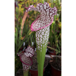 SX18 S. x excellens x SL61 S. leucophylla -- red stripe throat-Hybrides Cédric Carnivore's