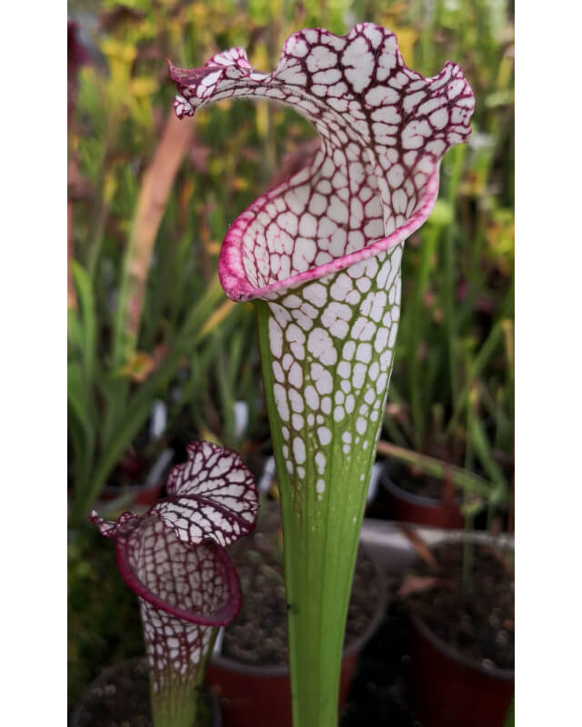 SX18 S. x excellens x SL61 S. leucophylla -- red stripe throat-Hybrides Cédric Carnivore's
