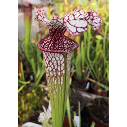 Sarracenia leucophylla x oreophila Norman Parker 2004(H138,MK) x SL51 S. leucophylla -- Burgundy CLA-Hybrides Cédric Carnivore's