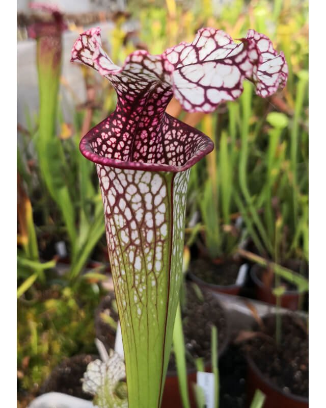 Sarracenia leucophylla x oreophila Norman Parker 2004(H138,MK) x SL51 S. leucophylla -- Burgundy CLA-Hybrides Cédric Carnivore's
