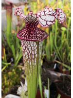 SX91 S. leucophylla x oreophila Norman Parker 2004(H138,MK) x SL51 S. leucophylla -- Burgundy 